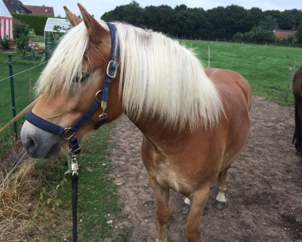 horse Wildina (Haflinger, 2014, from Wildbach)