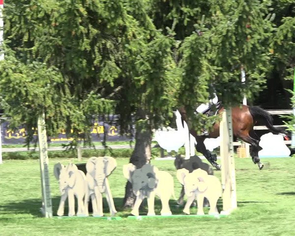 Reitturnier Kappelen-Lyss 2019