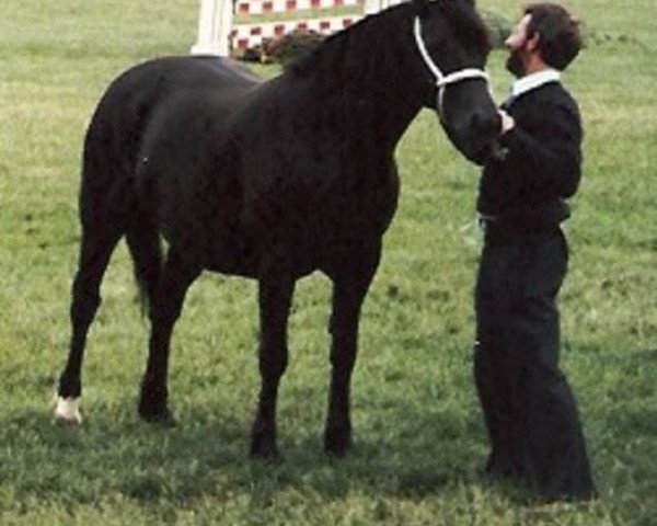 Zuchtstute Gwenllan Bet (Welsh-Cob (Sek. D), 1972, von Brenin Dafydd)