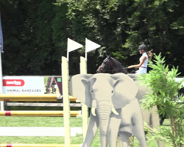 Reitturnier Kappelen-Lyss 2019