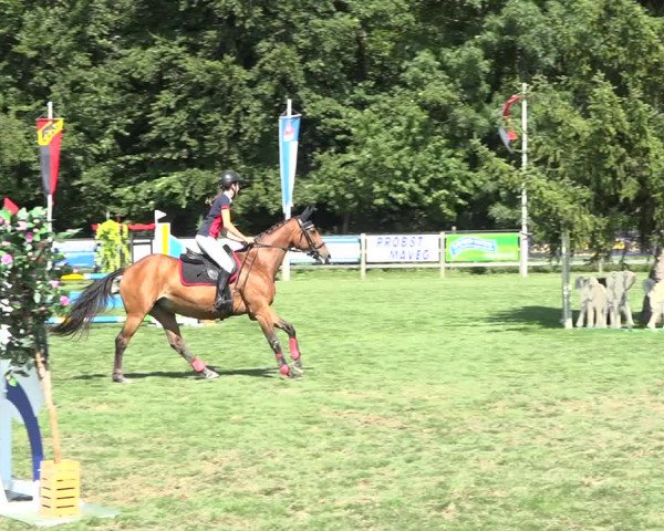 Reitturnier Kappelen-Lyss 2019