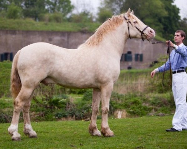 stallion Sublime Sponte (Welsh-Cob (Sek. D), 2006, from Trevallion Harley)
