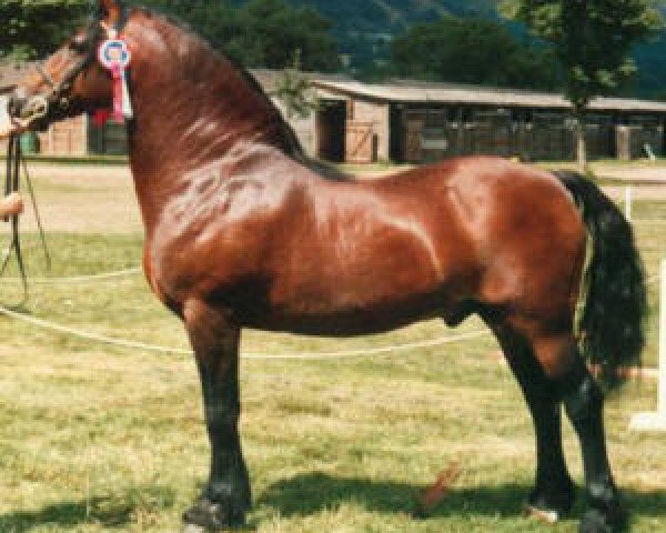 stallion Menai Sparkling Comet (Welsh-Cob (Sek. D), 1981, from Tyhen Comet)