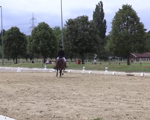 Reitturnier Münster-Roxel 2019