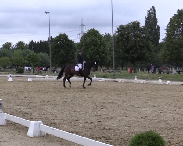 Reitturnier Münster-Roxel 2019
