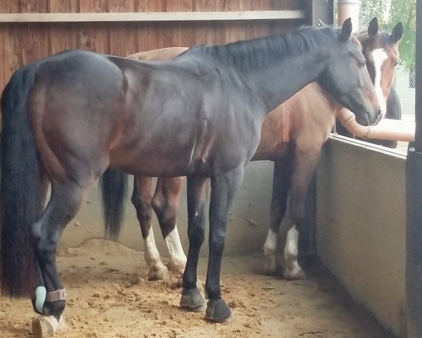 Springpferd Faranta (KWPN (Niederländisches Warmblut), 2010, von Warrant)