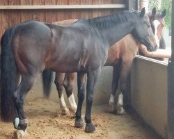 jumper Faranta (KWPN (Royal Dutch Sporthorse), 2010, from Warrant)