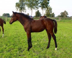 broodmare Irah de La Vie N (Oldenburg show jumper, 2016, from Diarado)