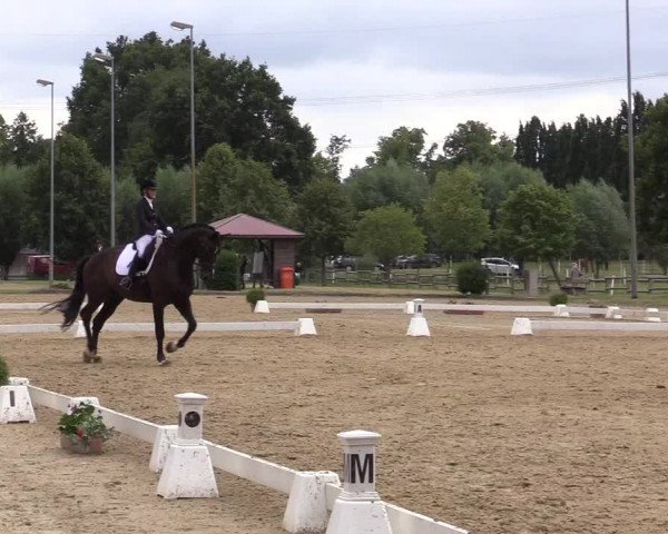 Reitturnier Münster-Roxel 2019