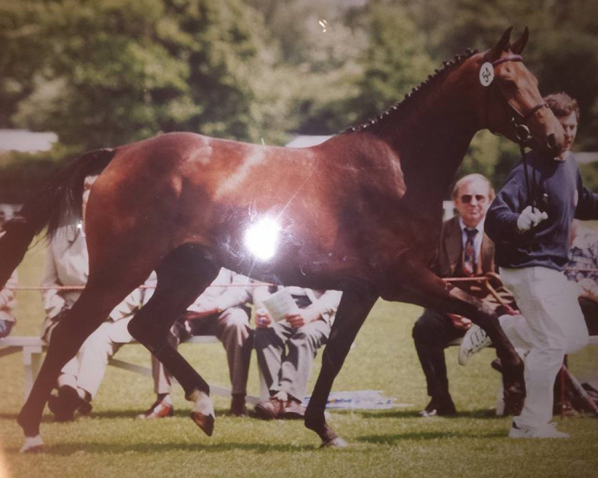 broodmare L'Estrella (Oldenburg, 1999, from Lancer II)