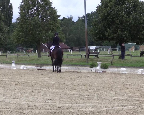 Reitturnier Münster-Roxel 2019