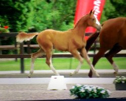 jumper Baloutinus de rouet (Oldenburg show jumper, 2016, from Balou du Rouet)