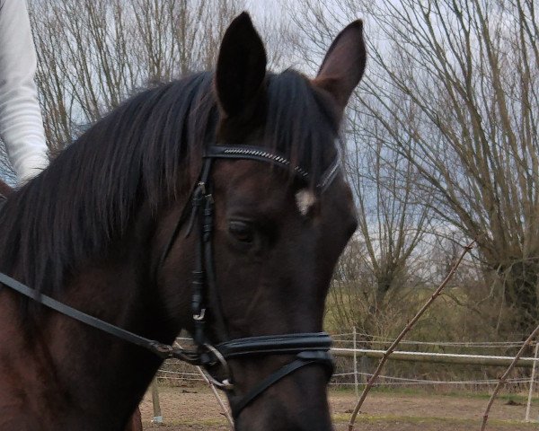 horse Bijou (Trakehner, 2005, from Tolstoi)