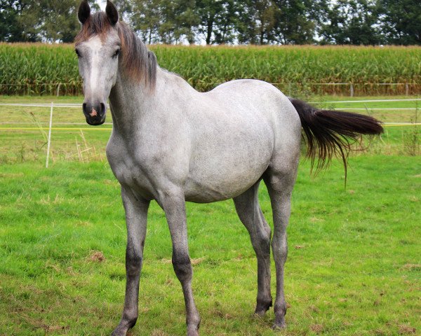 broodmare Aricovallo (Oldenburg show jumper, 2015, from Arezzo VDL)