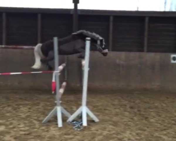 dressage horse Jelko von Wasserhorst (German Classic Pony, 2011, from Jackson)