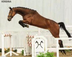 jumper Verdina (Hanoverian, 2009, from Verdi)