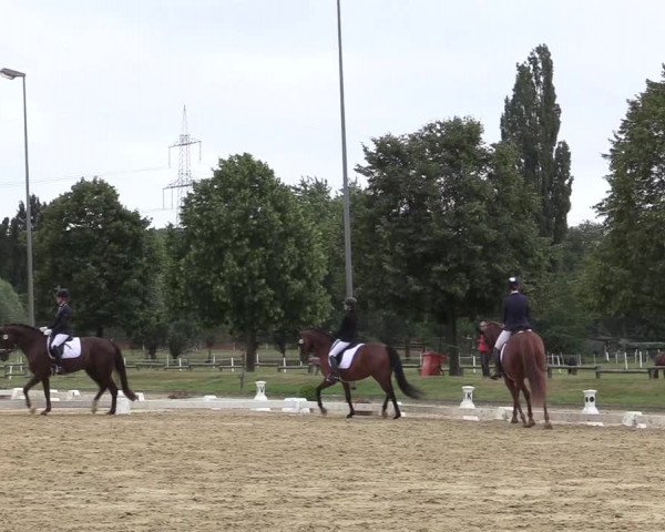 Reitturnier Münster-Roxel 2019