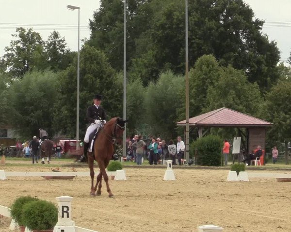 Reitturnier Münster-Roxel 2019