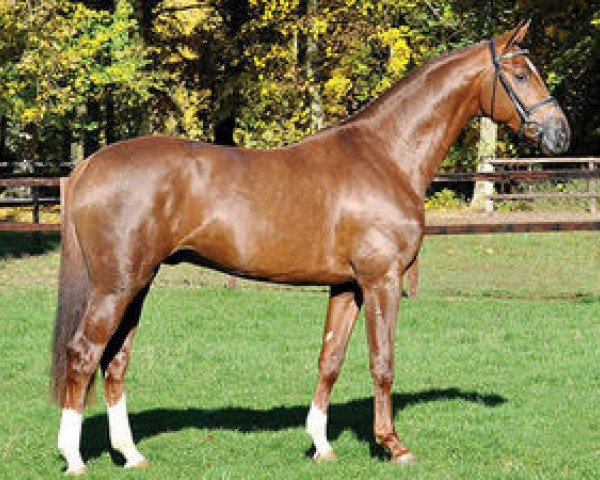 stallion Feuerspiel (Hanoverian, 2007, from Fidertanz)