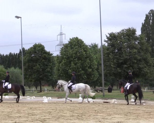 Reitturnier Münster-Roxel 2019