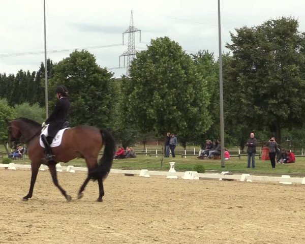 Reitturnier Münster-Roxel 2019