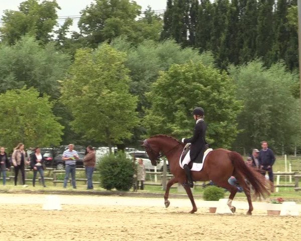 Reitturnier Münster-Roxel 2019