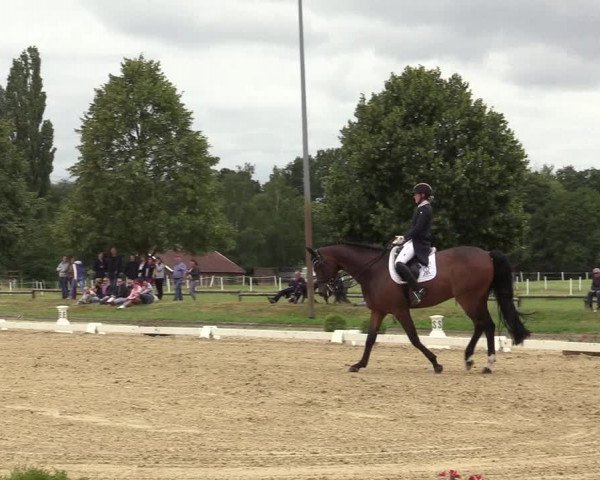 Reitturnier Münster-Roxel 2019