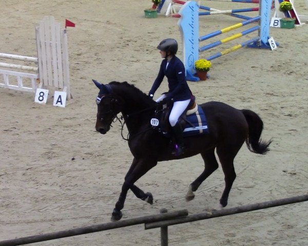 jumper Dorina (Westphalian, 2006, from Donlino)