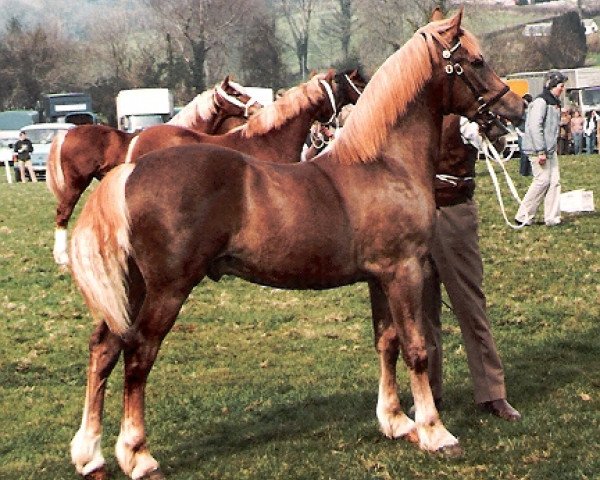 stallion Deicin King Flyer (Welsh-Cob (Sek. D), 1983, from Cippyn Red Flyer)