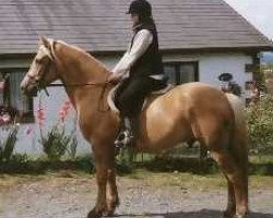 stallion Deicin True Briton (Welsh-Cob (Sek. D), 1994, from Deicin King Flyer)