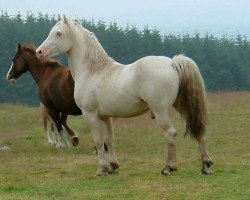 stallion Terackie Winter Shadow (Welsh-Cob (Sek. D), 1997, from Deicin True Briton)