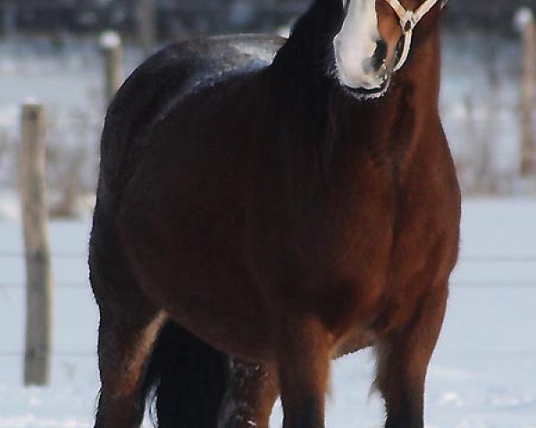 broodmare Rhydfendigaid Lisa (Welsh-Cob (Sek. D), 1990, from Nebo Daniel)