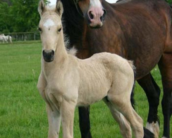 Cavallo Arvalon Southern-Comfort (Welsh-Cob (Sez. D), 2007, di Terackie Winter Shadow)