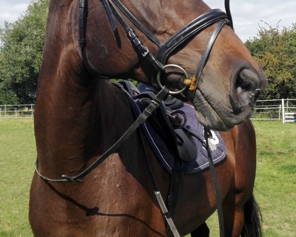 horse Baroness (Hanoverian, 2001, from Bergamon)