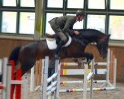 stallion Crawley 2 (Mecklenburg, 2012, from Cinsey)