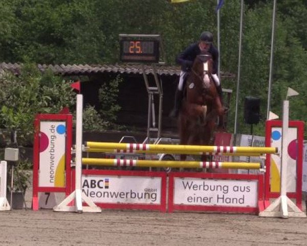 stallion For Laubry (Belgian Warmblood, 2011, from For Passion d'Ive Z)