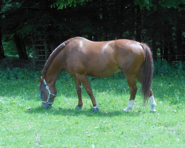 jumper Igor Davier (Selle Français, 1996, from Le Tot de Semilly)