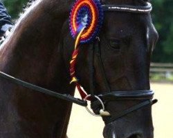 Dressurpferd Shamwari Debonair (Oldenburger, 2010, von De Niro)
