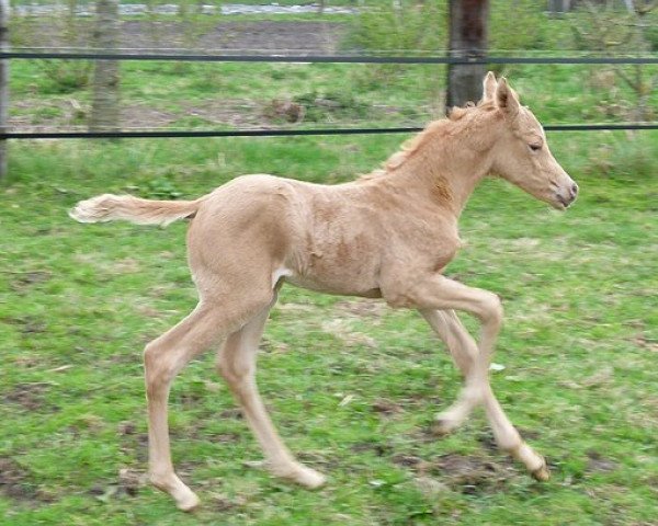 horse Hilkens Golden Grace (German Riding Pony, 2013, from Dimension AT NRW)