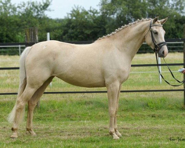 broodmare Hilkens Win My Heart (Oldenburg, 2009, from Win the Gold GF)