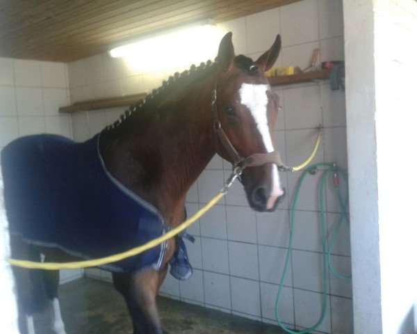 Deckhengst Mister Murphy (Hannoveraner, 2014, von Mighty Magic)