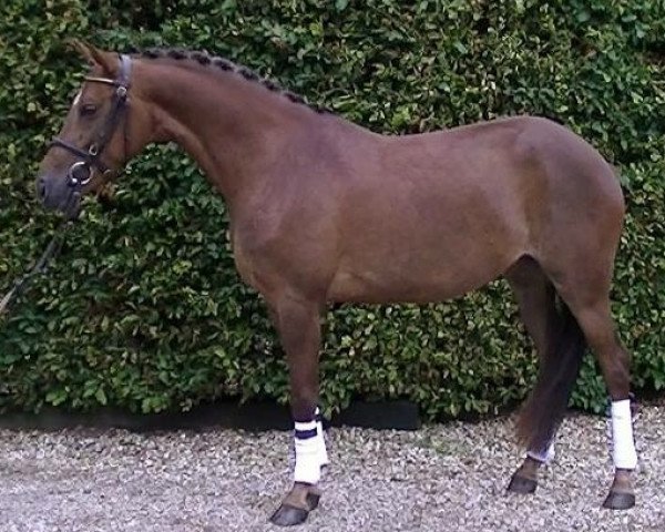 dressage horse Hoppenhof's Liv (New Forest Pony, 2010, from Hoppenhof's Hero)