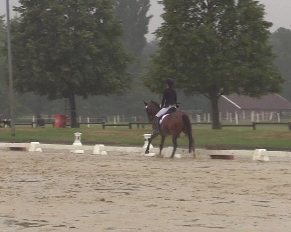 Reitturnier Münster-Roxel 2019
