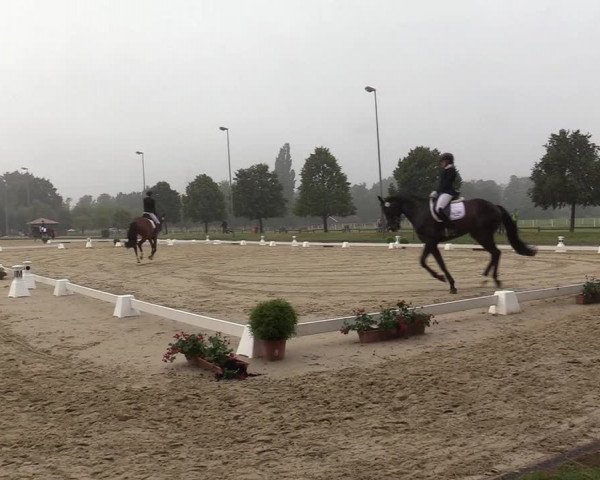 Reitturnier Münster-Roxel 2019