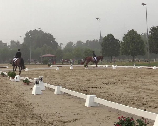 Reitturnier Münster-Roxel 2019