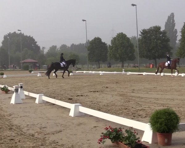 Reitturnier Münster-Roxel 2019