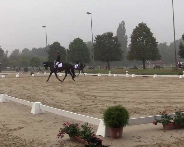 Reitturnier Münster-Roxel 2019