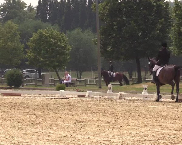 Reitturnier Münster-Roxel 2019