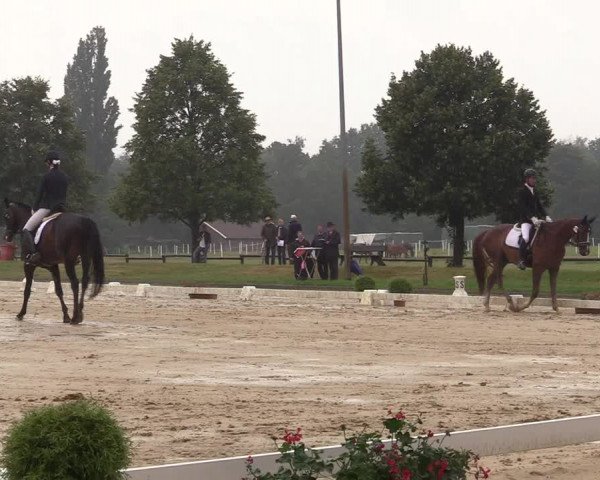 Reitturnier Münster-Roxel 2019