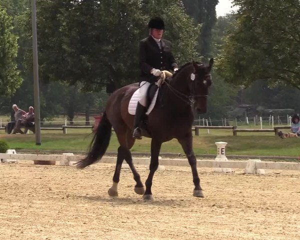 Reitturnier Münster-Roxel 2019